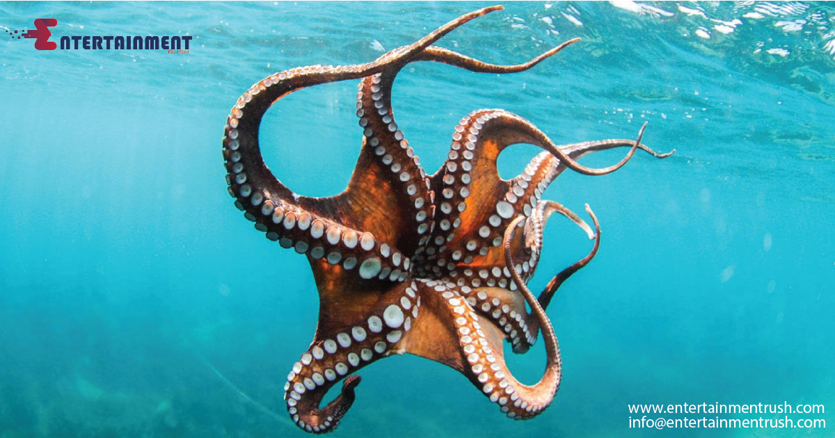 Counting Octopus 'Rings' is Crucial: Insights from U.S. Records