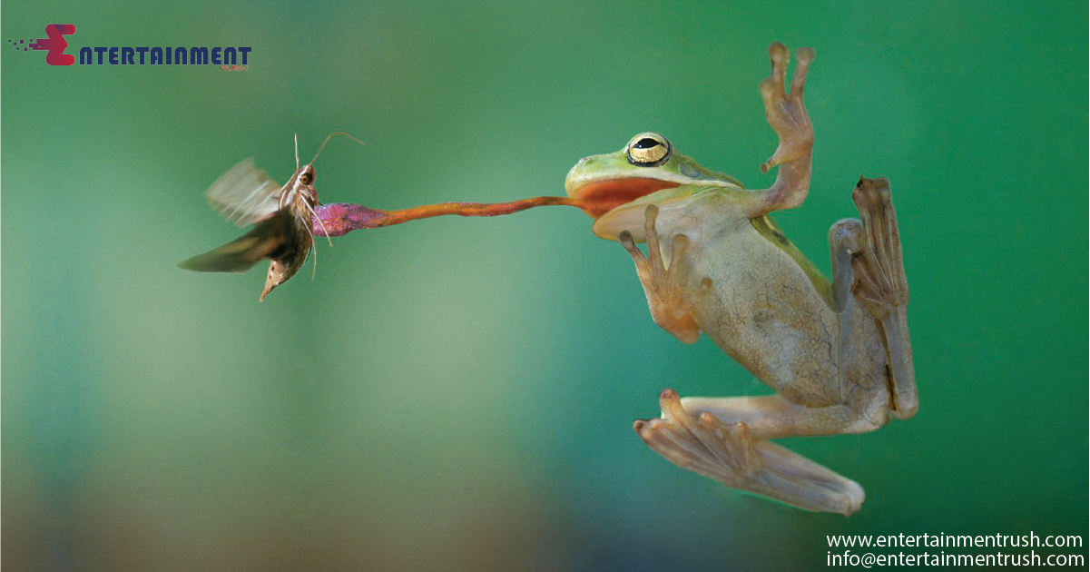 Humans Unable to Hear the Screams of These Frogs