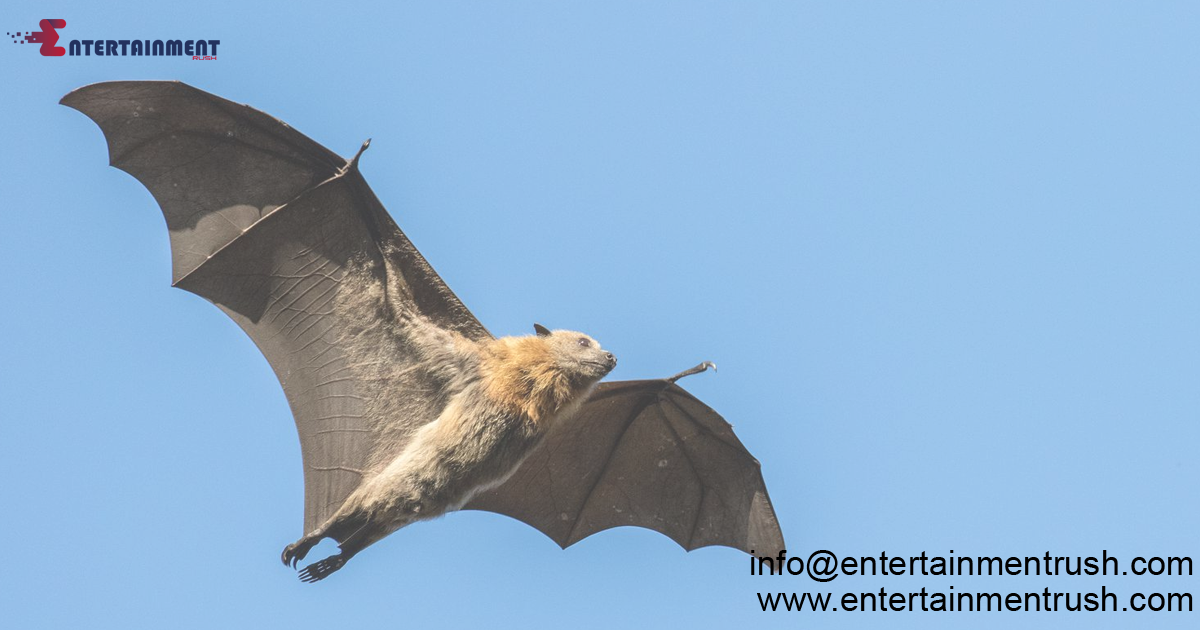 The Secret Life of Bats