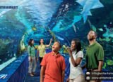 Exploring Ripley's Aquarium of the Smokies in Tennessee, USA, North America