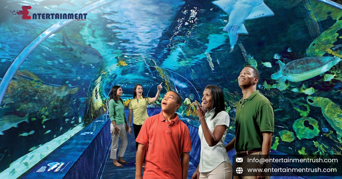 Exploring Ripley's Aquarium of the Smokies in Tennessee, USA, North America