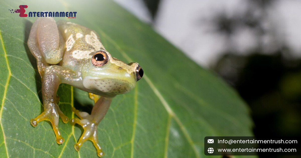 How Glue Assists Frogs in Sticky Situations