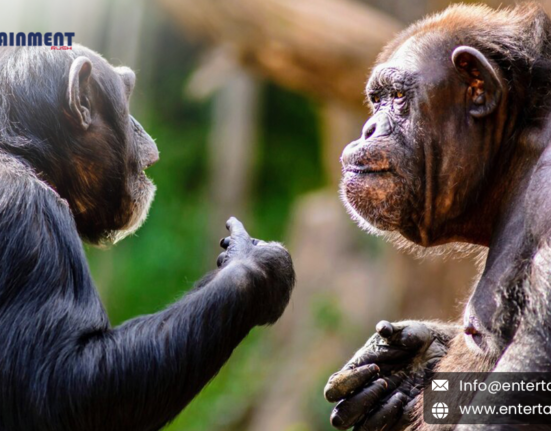 What Drives Apes to Use Gestures?