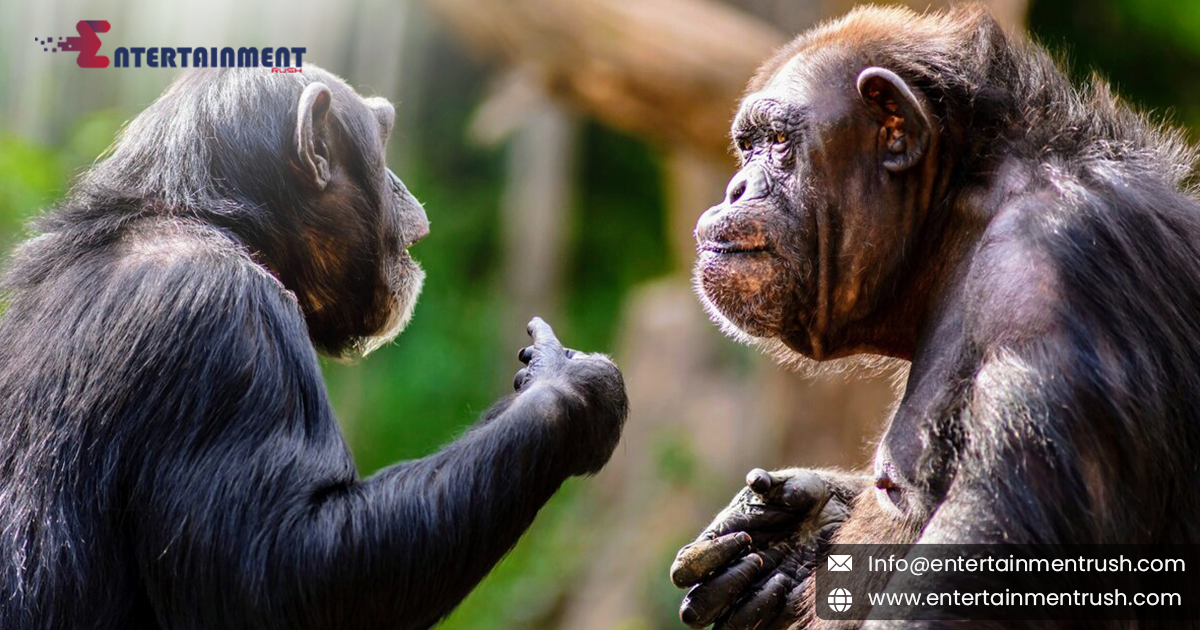 What Drives Apes to Use Gestures?