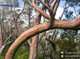 Snow Gum Majesty: Exploring Mount Field National Park, Tasmania