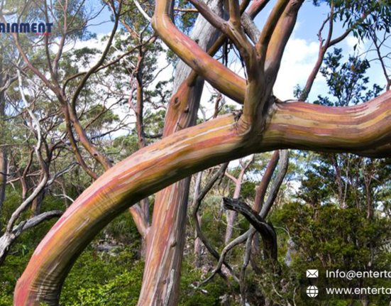 Snow Gum Majesty: Exploring Mount Field National Park, Tasmania