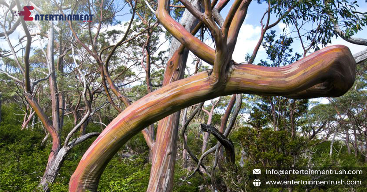 Snow Gum Majesty: Exploring Mount Field National Park, Tasmania